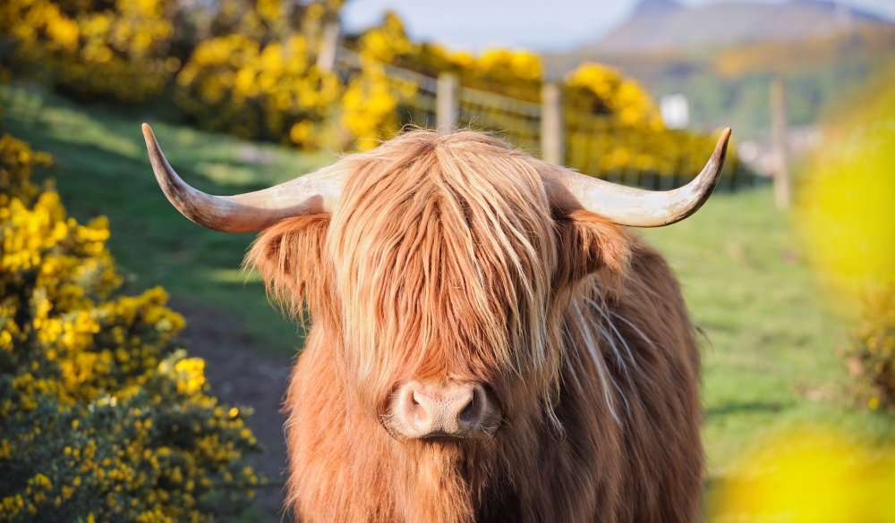 Highland Cow in Flowering Gorse