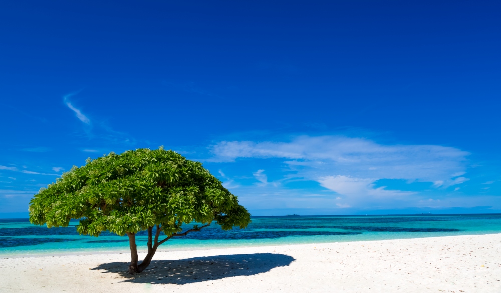 White sandy beach with a green tree Maldives