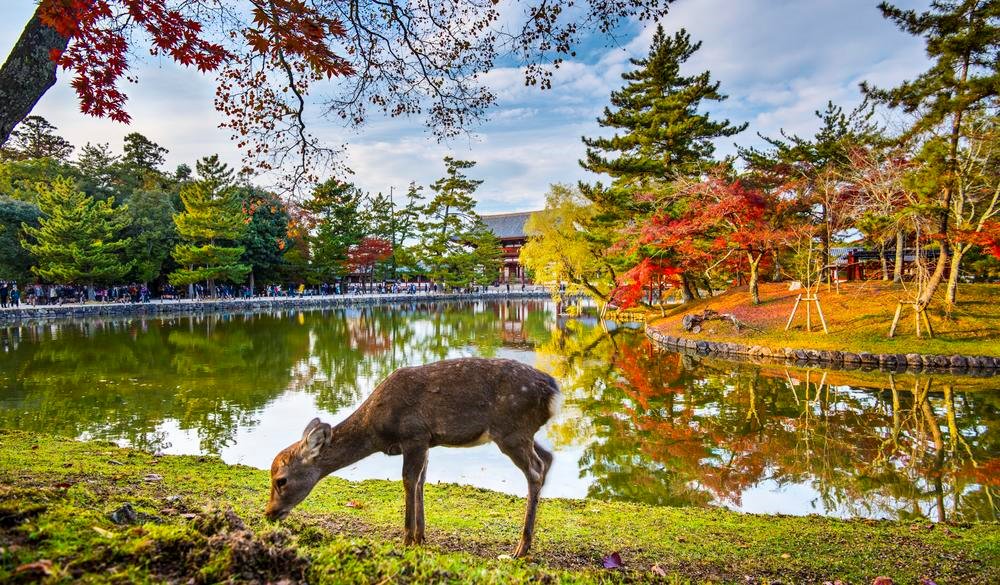 Nara Deer