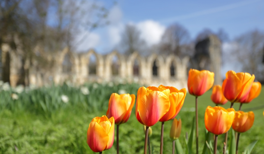 Tulips With St Mary's Abbey In Background York