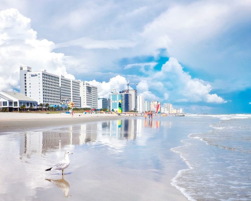 Seagull In front of Myrtle Beach