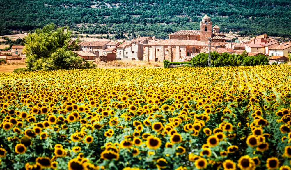 Sunflower field with ancient village at background