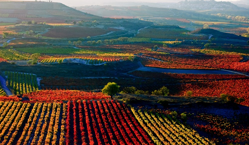 Vineyards in autumn in La Rioja, Spain.