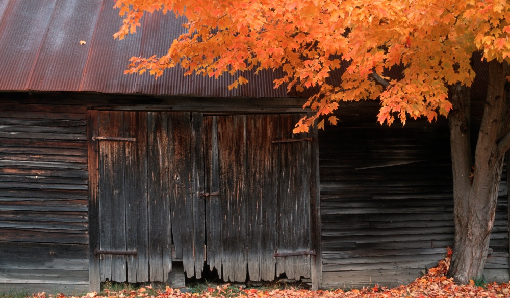 Barn door, autumn tree, Vermont, USA