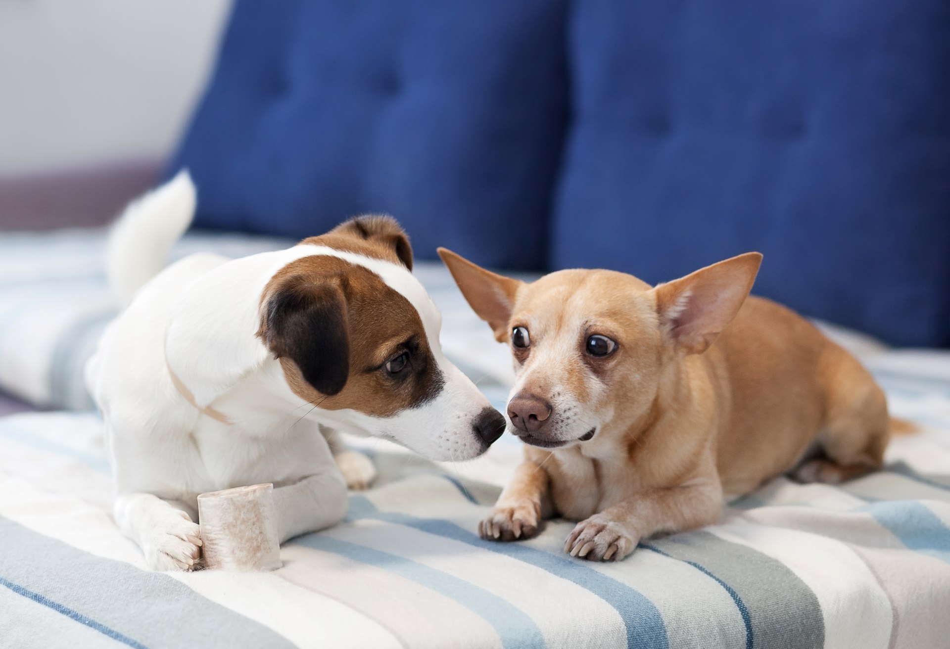 dogs sit on couch