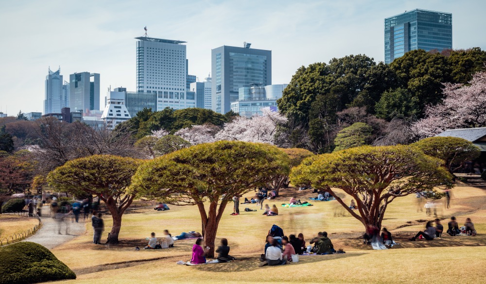 Public park in springtime during cherry blossom 