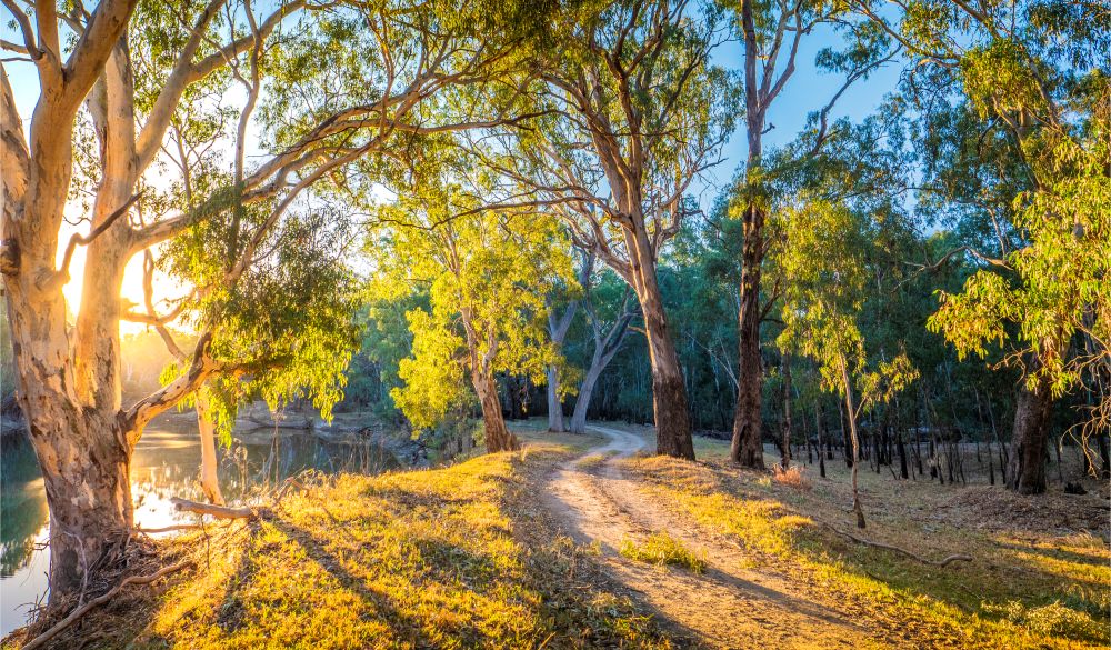 Late afternoon light just before dusk along the banks of a Billabong in the Murray Valley national park, near the Murray river, Corowa, New South Wales, Australia.
