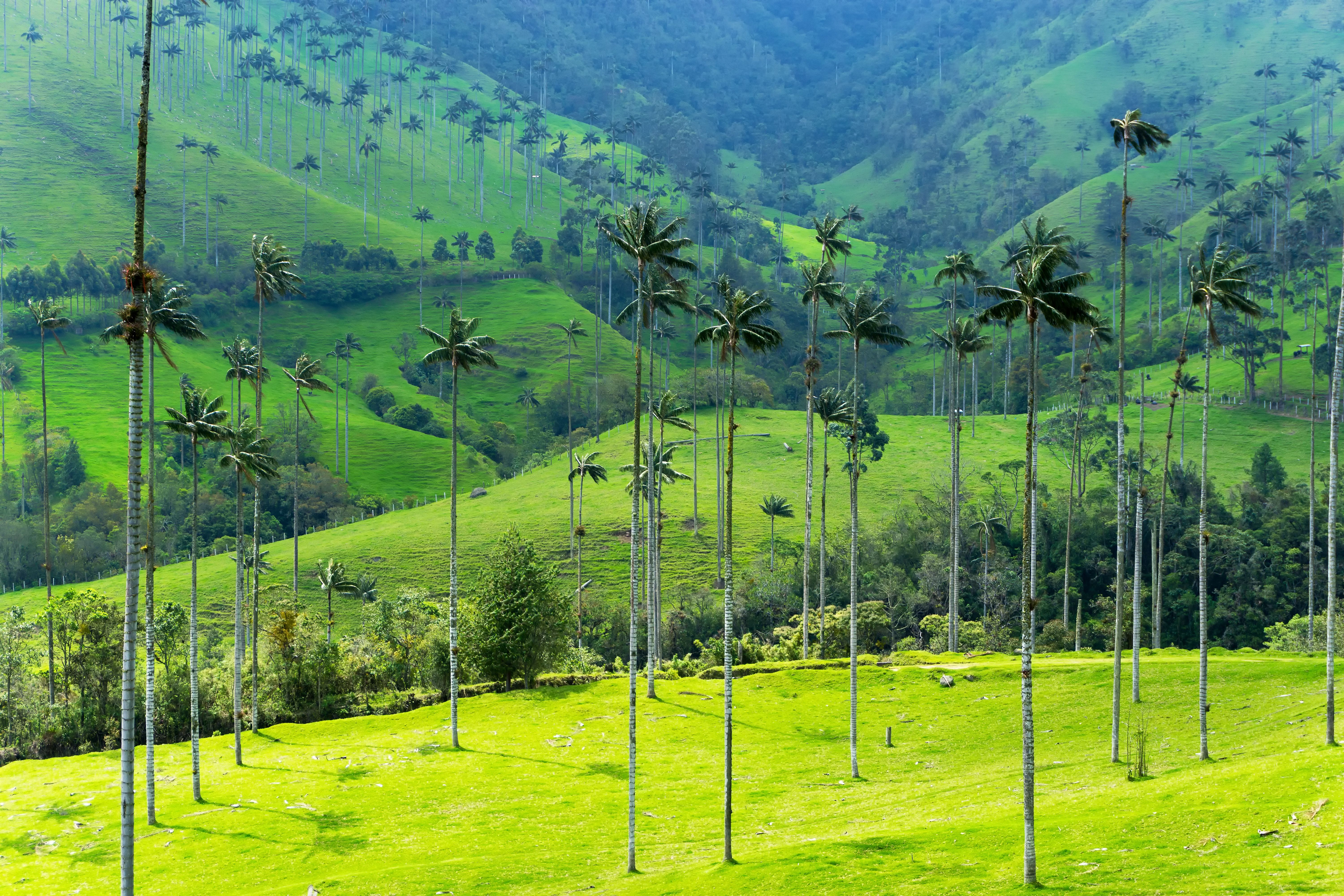 Hotels Near Cocora Valley Salento Amazing Deals