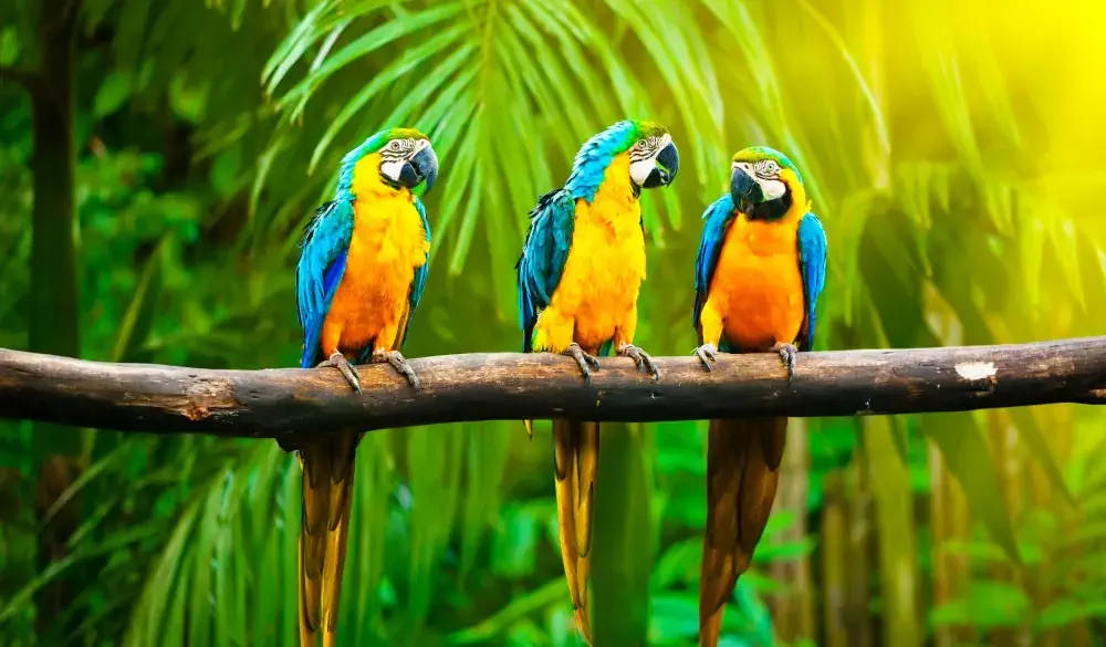 Blue-and-Yellow Macaw (Ara ararauna), also known as the Blue-and-Gold Macaw