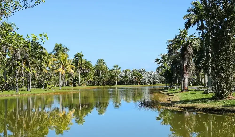 Beautiful palm trees reflected in Glade Lake at Fairchild Tropical Botanic Gardens. Fairchild is a world premier tropical gardens, with the largest collection of palm and cycads in 83 acres. ; Shutterstock ID 547226008