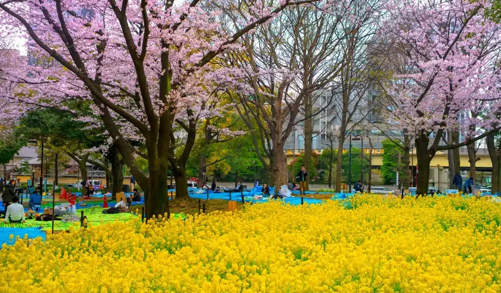 Yoyogi Park is a large park in Tokyo, located adjacent to Harajuku Station and Meiji Shrine in Shibuya. Tokyo ,Japan
