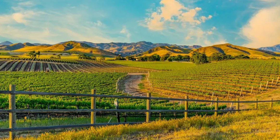 Spring vineyard in the Santa Ynez Valley Santa Barbara, CA