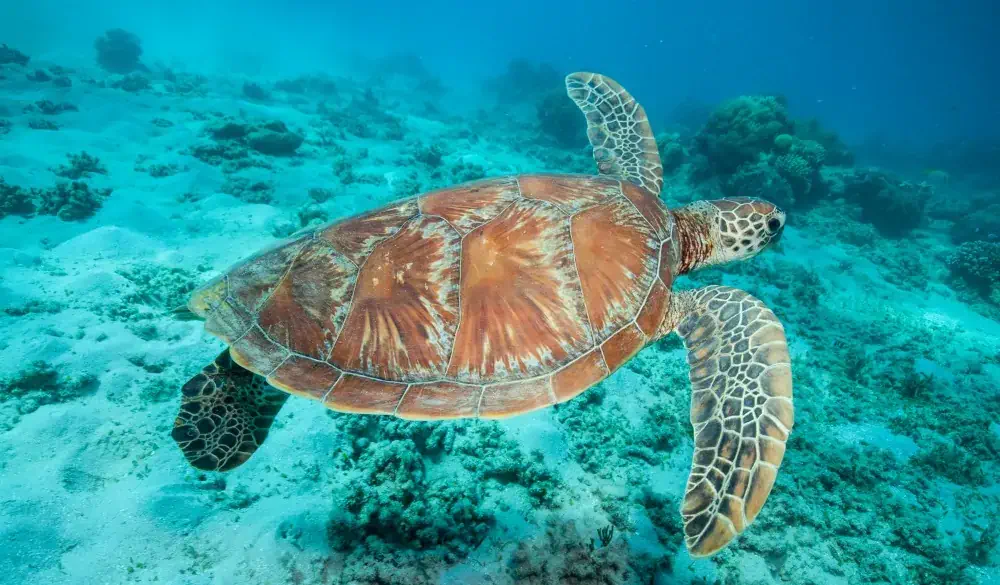 Underwater photograph of a swimming sea turtle