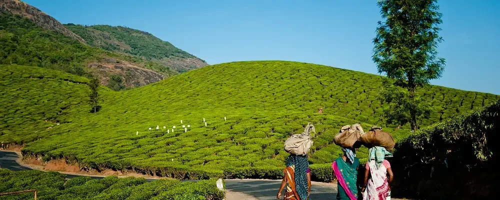 Tea pickers on theirs way to work in beautiful tea plantations of Munnar.