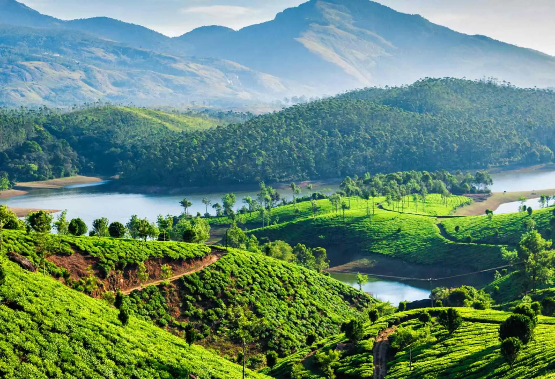 Tea plantations and Muthirappuzhayar River in hills