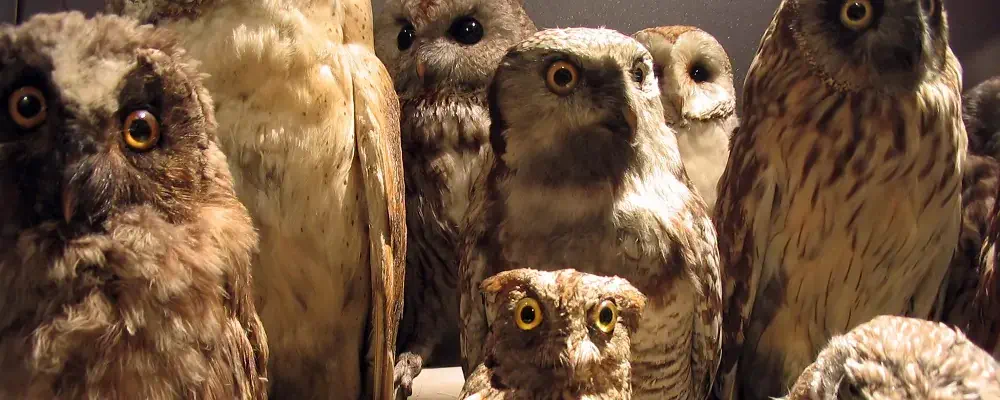 Many owls
