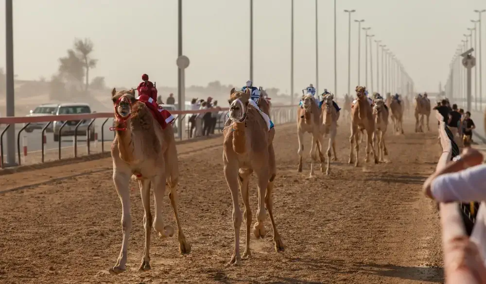 Camel race in Dubai;
