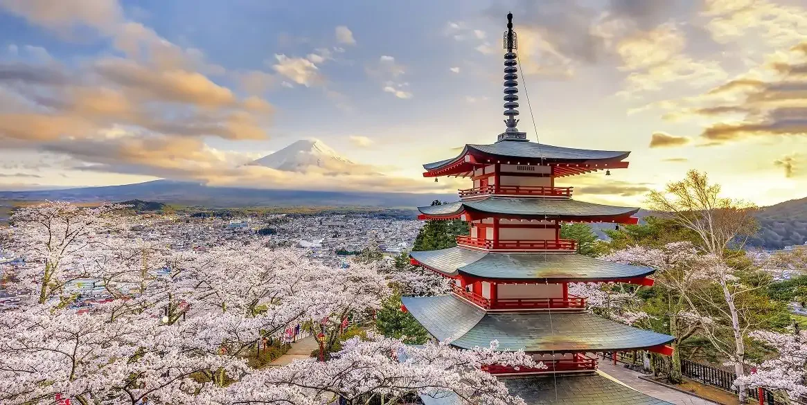Cherry blossoms