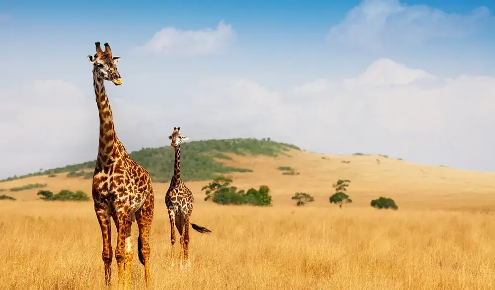 Portrait of two Masai giraffes walking in the dry grass of Kenyan savannah, Africa