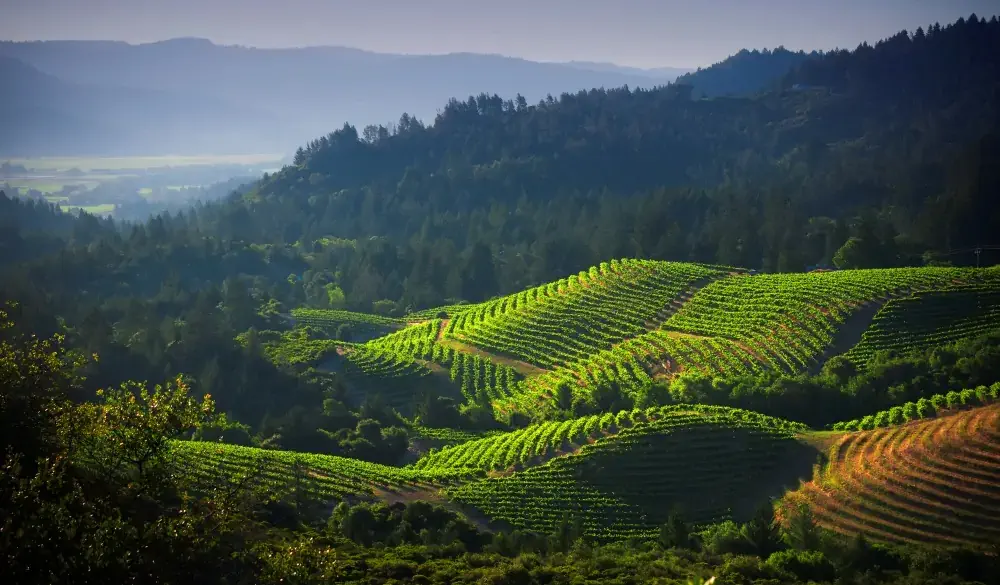 Vineyards of Diamond Mountain with Napa Valley basin in distance