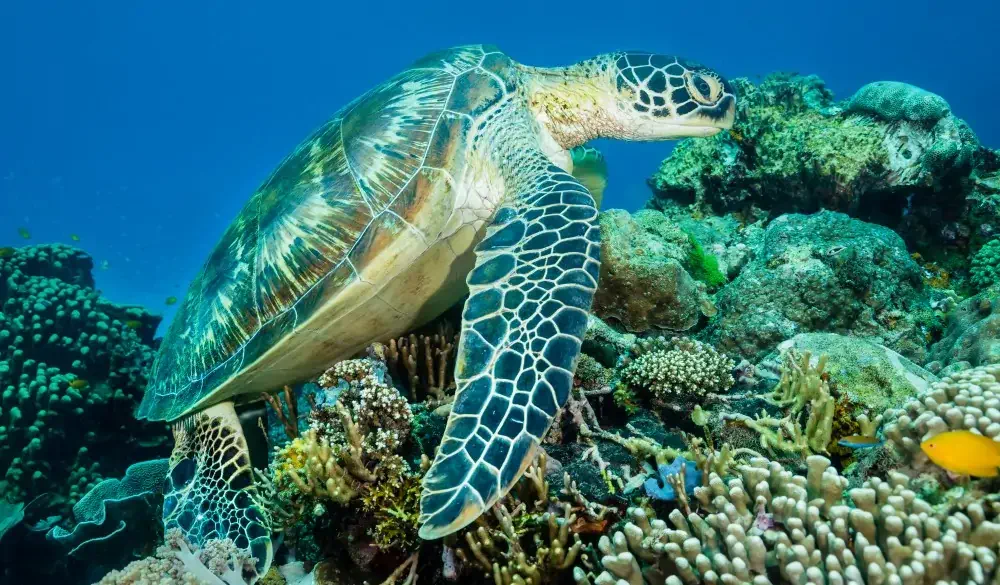Turtle hanging out around the coral gardens at Komodo National Park during a morning dive, after feeding..