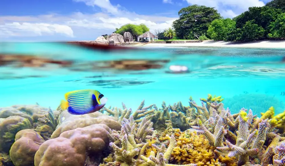 Over and underwater shot of tropical island