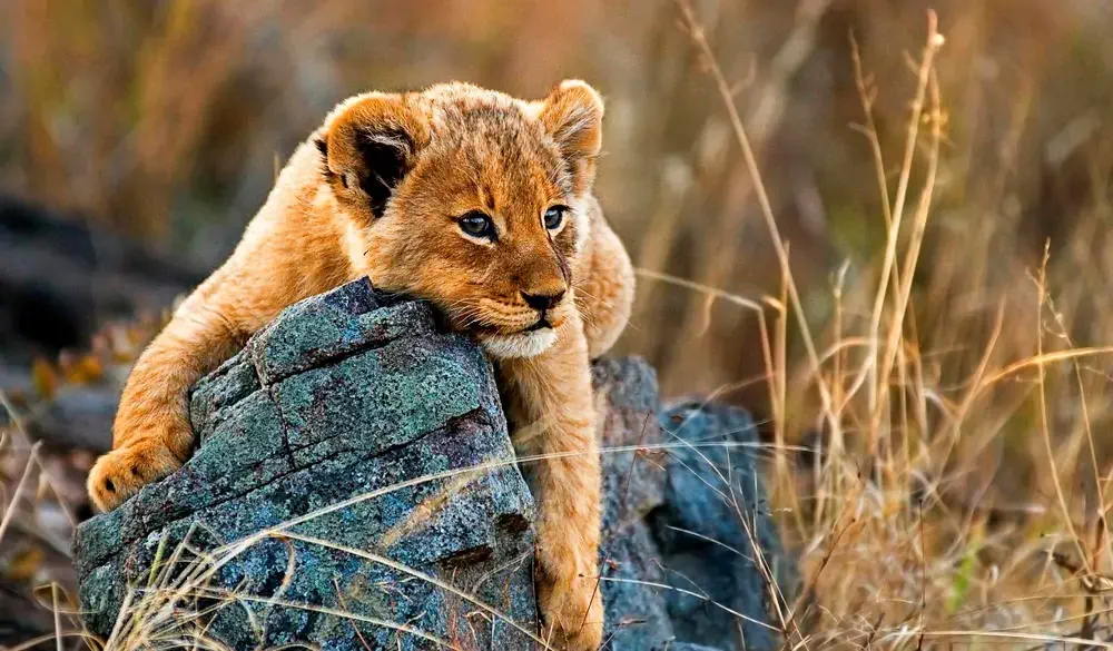 A lion cub, Panthera leo, lies on a boulder, draping its fron legs over the rock, looking away, yellow golden coat