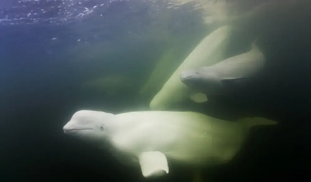 Canada, Manitoba, Churchill, Underwater view of Beluga Whales (Delphinapterus leucas) swimming in Churchill River along Hudson Bay