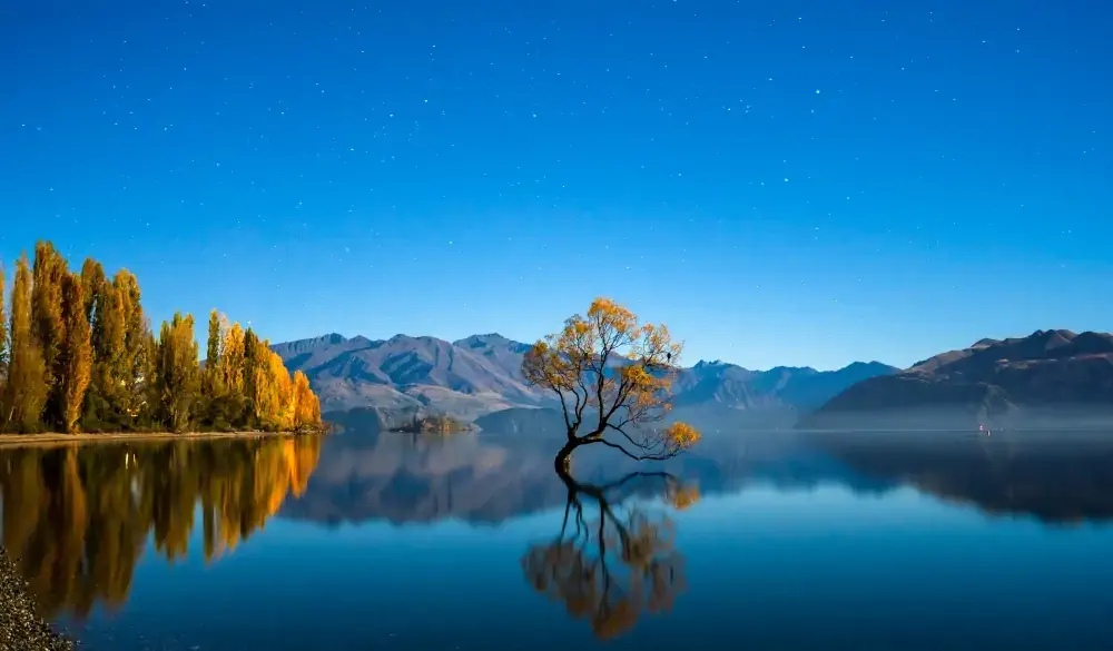 Wanaka Tree
