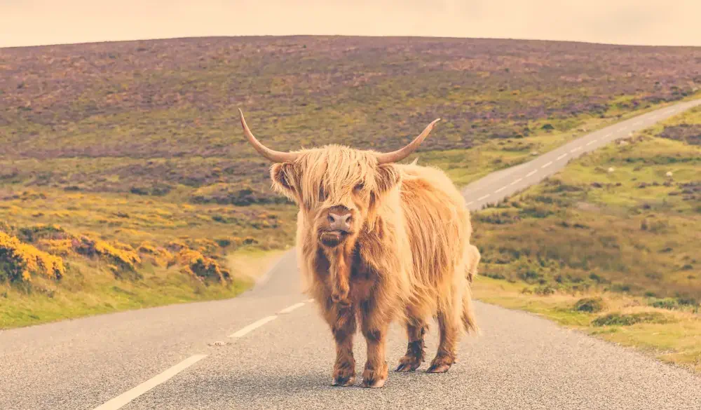 Lonely highland cattle on a country road
