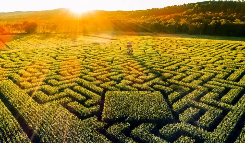 view to the huge Halloween's Corn Maze in Pennsylvania,