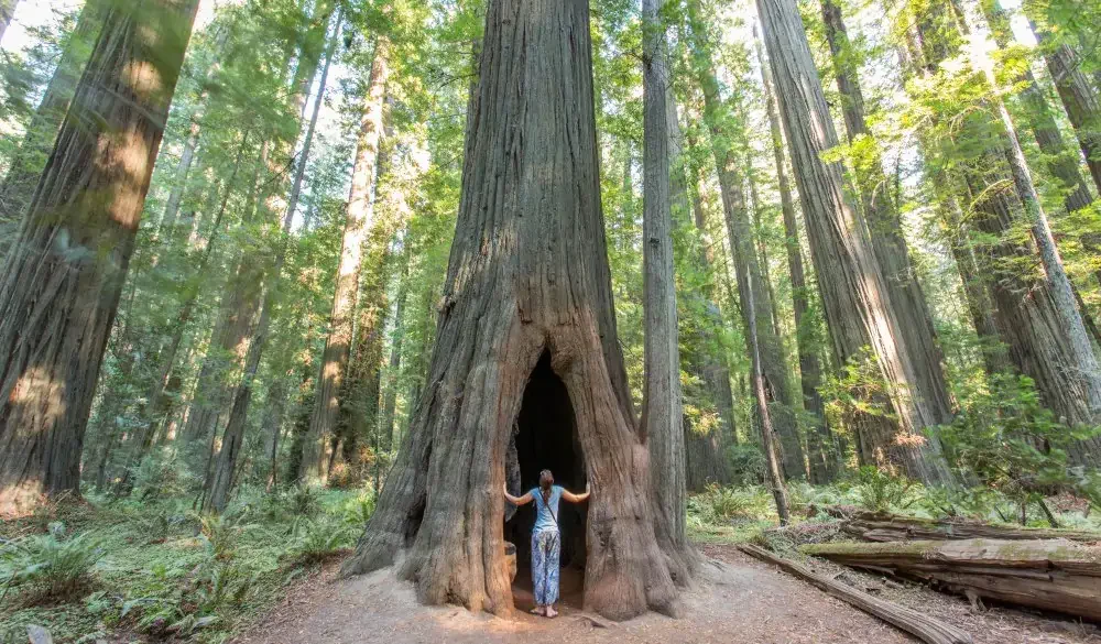 Woman standing in the Redwood Forest.. UNESCo site in the US
