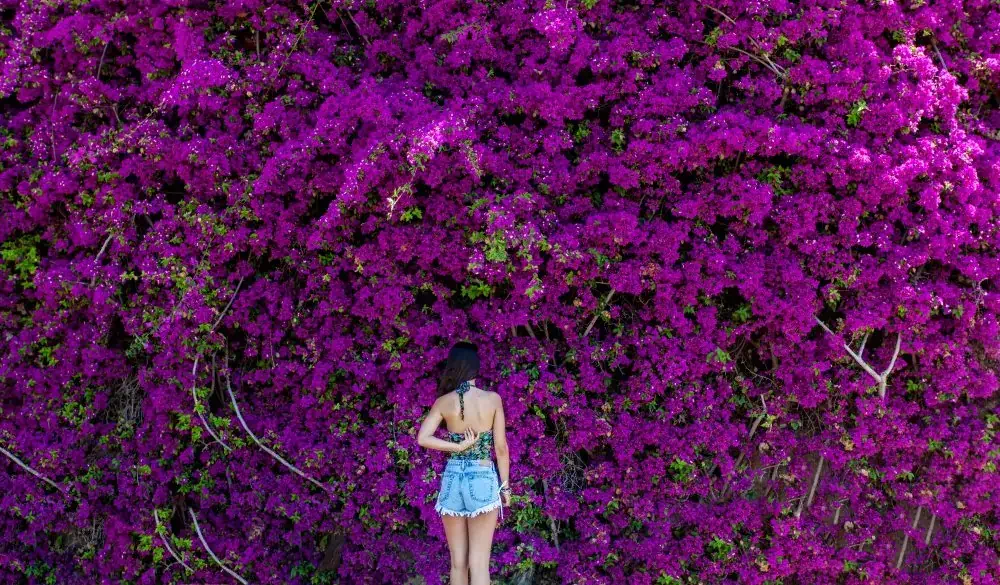 Woman standing in front of bougainvillea