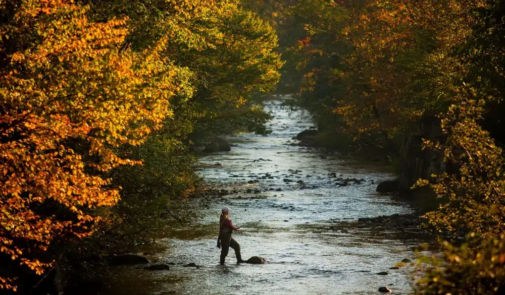 Woman Fly Fishing in Autumn
