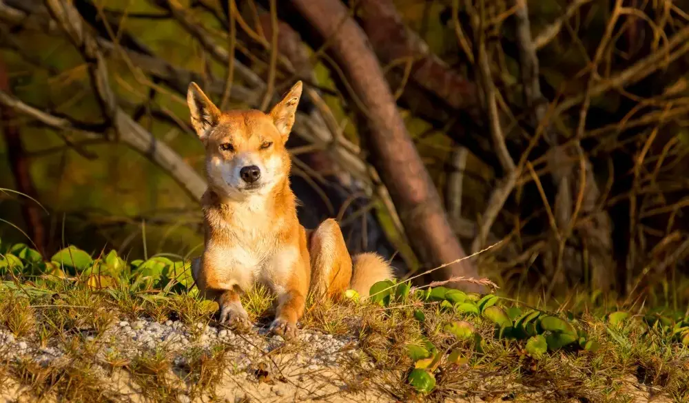 Dingo at Fraser Island