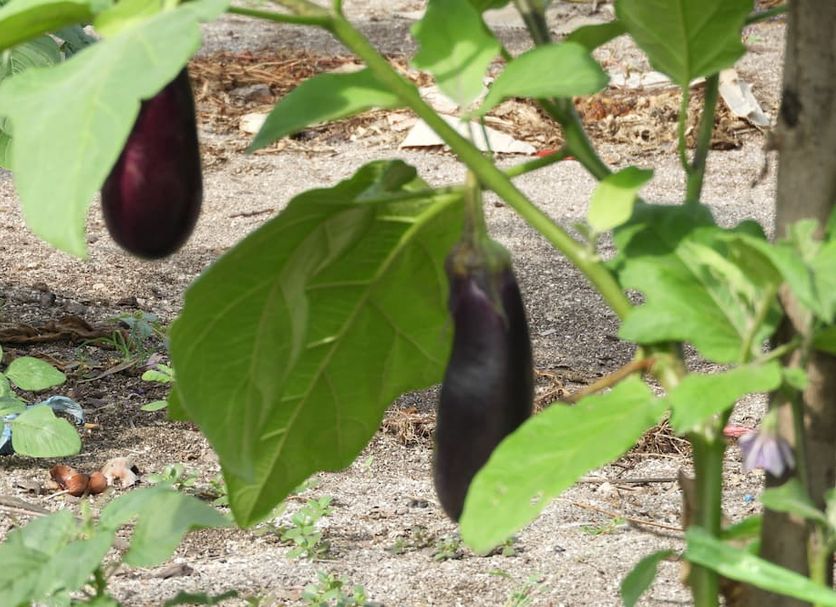 Other Photo